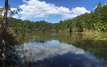 Pocomoke State Forest