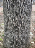 Diamond shaped ridges on bark