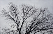 Ash Tree -  Straight stout branches