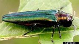 Photo of Emerald Ash Borer