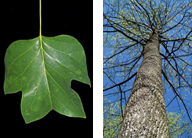 Tulip Poplar identification photos