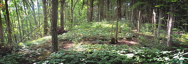 Goldenseal_USDA-National-Agroforestry-Center-KatieTrozzo.jpg