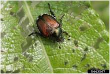 JapaneseBeetle.jpg