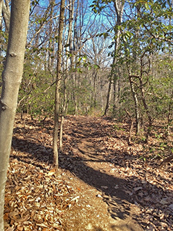 A Maryland Forest Legacy Program Property