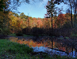 Seth Demonstration Forest