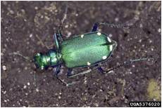 Six spotted tiger beetle