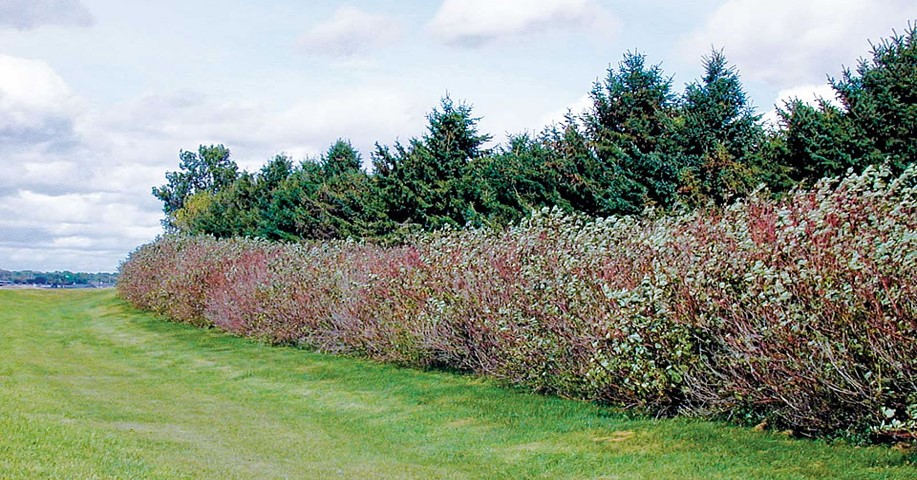 Windbreak_USDA-National-Agroforestry-Center.jpg