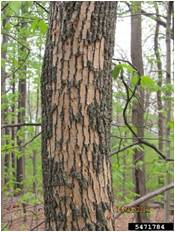 Woodpecker damage