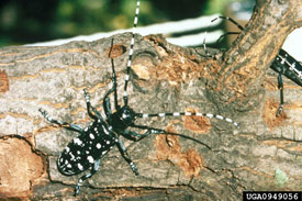 Asian Long-horned Beetle