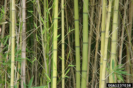 Bamboo