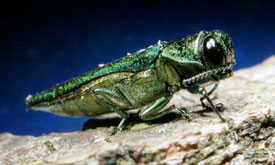 Emerald Ash Borer