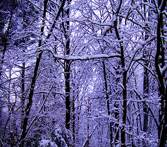 Bare tree branches in winter