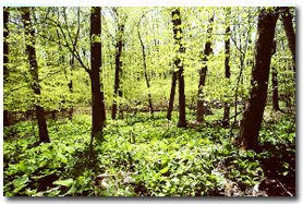 Photo of a forest.