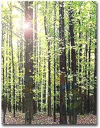 A stand of trees in Garrett State Forest