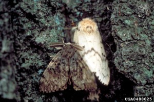 Gypsy Moth