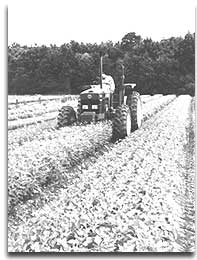 Nursery employee Joe Muir top mowing seedbeds