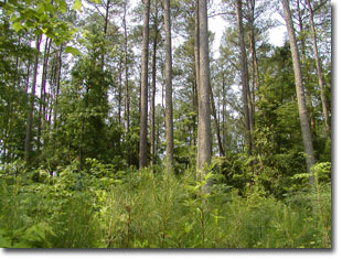 Photo of forested land