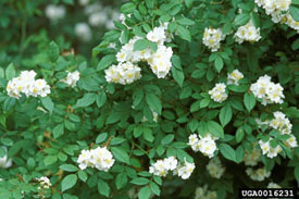 Multiflora Rose