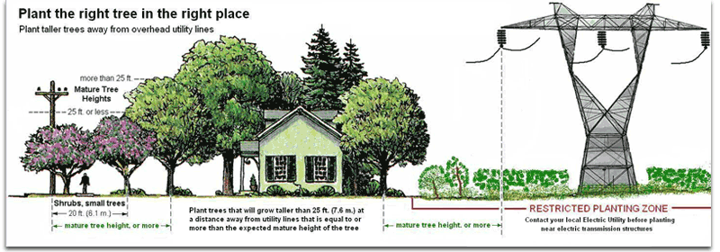 Plant your tree in the right place - graphic illustration