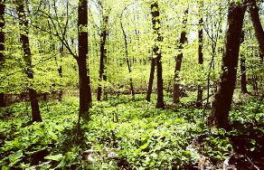 Photo of forest courtesy of R H Wiegand