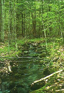 A stream running through the woods.