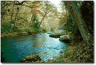 A stream running through a forest