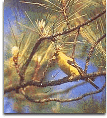 A bird in a pine tree resting in the middle of a city