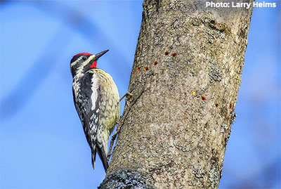 Yellow-bellied Sapsucker Male - Photo: Larry Helms