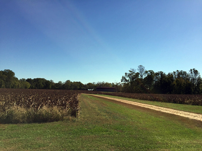 Friendship Farm - Corn fields and a dirt road