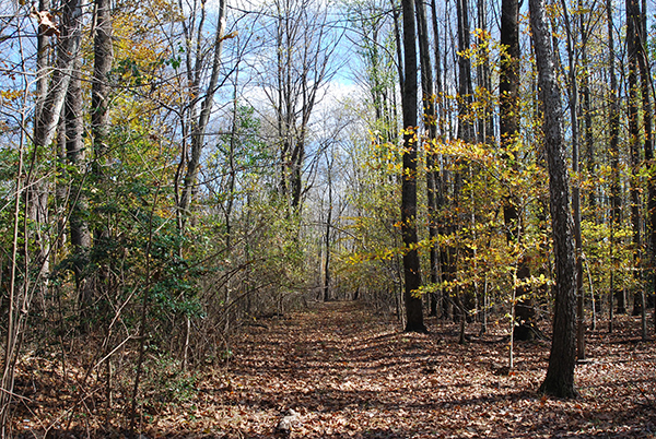 A path in the woods in the fall.