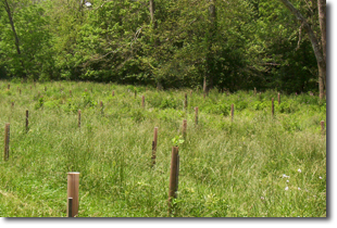 a field of grass.