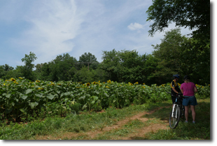 People on bikes next to a field.