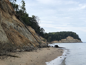 The cliffs at Calvert Cliffs State Park