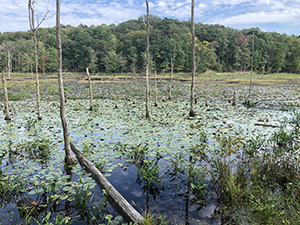 Calvert Cliff State Park wetlands