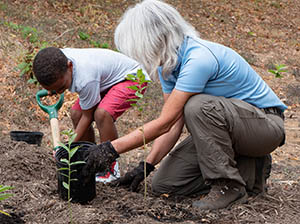 Visitor helping park staff plant milkweed