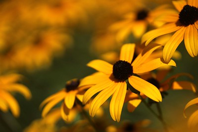 black-eyed susans by michael cleveland