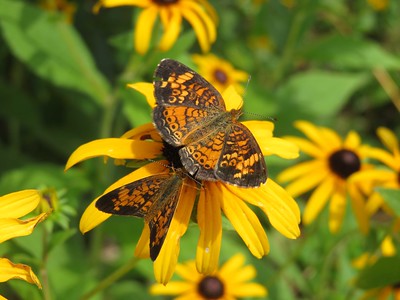 pearl crescents on black-eyed susan by julie simpson