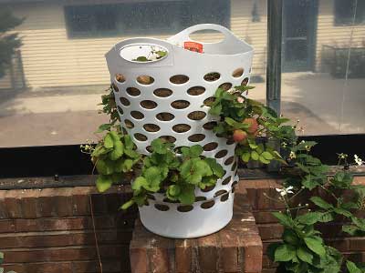 strawberries in an old laundry basket