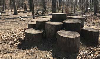 Stairs made of tree stumps