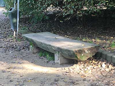 Seat made from a tree