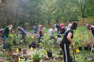 Rain garden