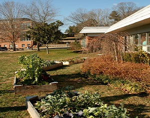 Vegetable Garden