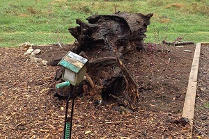 Fallen tree