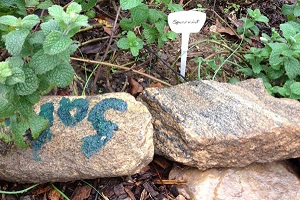 Native plant garden