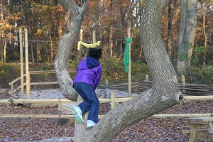 Climbing trees