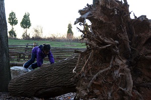 Tree roots