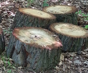 Donated stumps