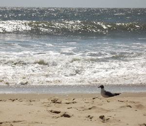 Surf on Assateague beach