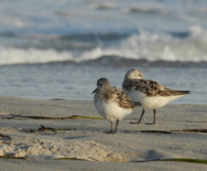 Assateague State Park Beach