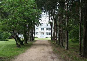 Cedar-lined lane in Chapman State Park